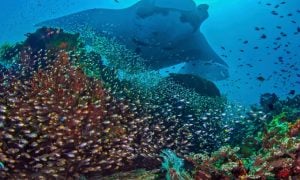 5 Underwater Terbaik di Indonesia