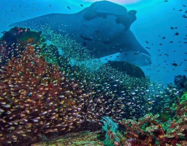 5 Underwater Terbaik di Indonesia