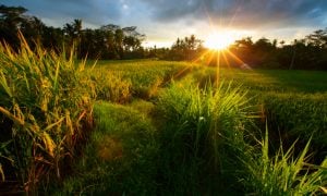 #WeekendGetaway: Menikmati Romantisnya Ubud