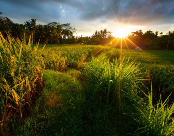#WeekendGetaway: Menikmati Romantisnya Ubud