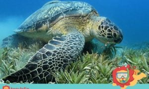 #WeekendGetaway : 5 Tempat Penangkaran Penyu di Indonesia