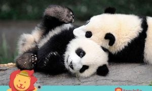 Cool! Ini 7 Kebun Binatang Paling Keren di Asia! Ada Indonesia Lho!