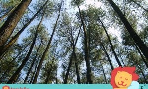 5 Akomodasi Nyaman dan Asri di Tengah Hutan Bandung