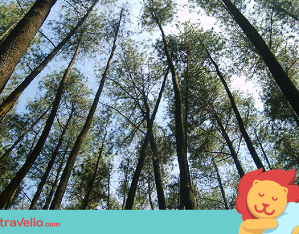 5 Akomodasi Nyaman dan Asri di Tengah Hutan Bandung