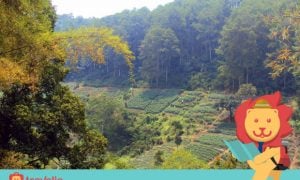 NGGAK BAKAL RUGI Kalau Sudah Mengunjungi 5 Tempat Instagrammable Di Dago, Bandung Ini!