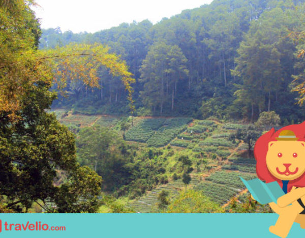 NGGAK BAKAL RUGI Kalau Sudah Mengunjungi 5 Tempat Instagrammable Di Dago, Bandung Ini!