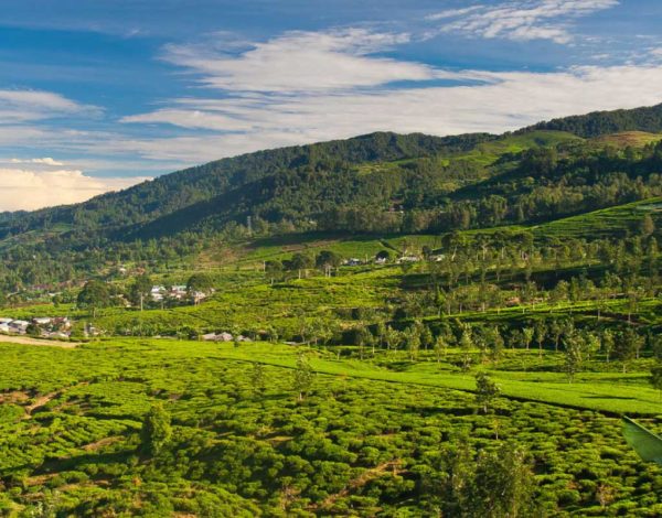 5 Alasan Villa Di Puncak Ini COCOK buat acara reunian