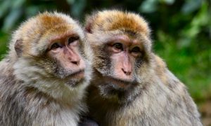 Ini 6 Akibat kalau kamu menghabiskan weekend di Ubud