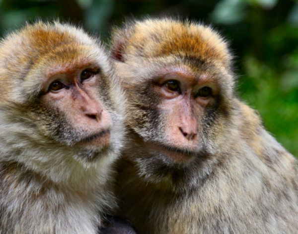 Ini 6 Akibat kalau kamu menghabiskan weekend di Ubud