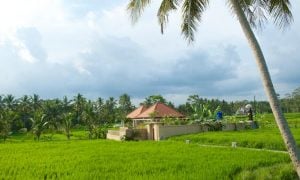 SIX CONSEQUENCES IF YOU SPEND YOUR WEEKEND IN UBUD