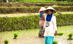 KEEPING TO A CULTURE: THE SASAK PEOPLE OF LOMBOK