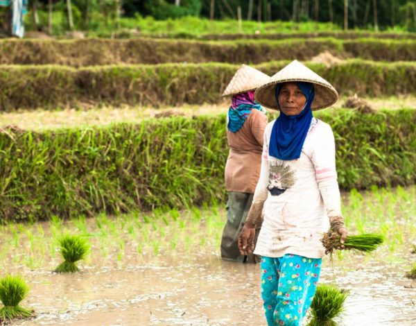 KEEPING TO A CULTURE: THE SASAK PEOPLE OF LOMBOK