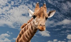 Wisata Kebun Binatang di Indonesia